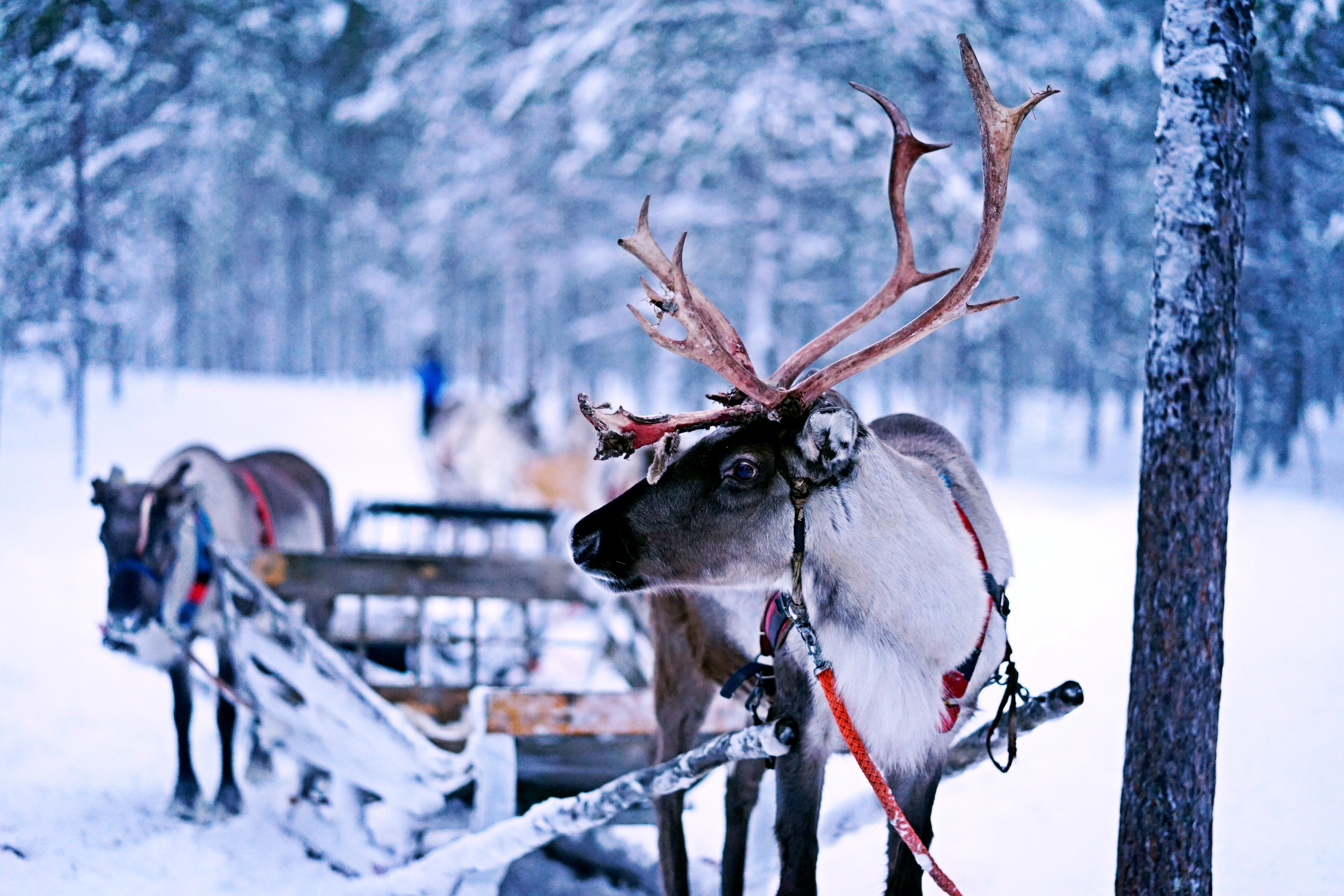 Reindeer in snow